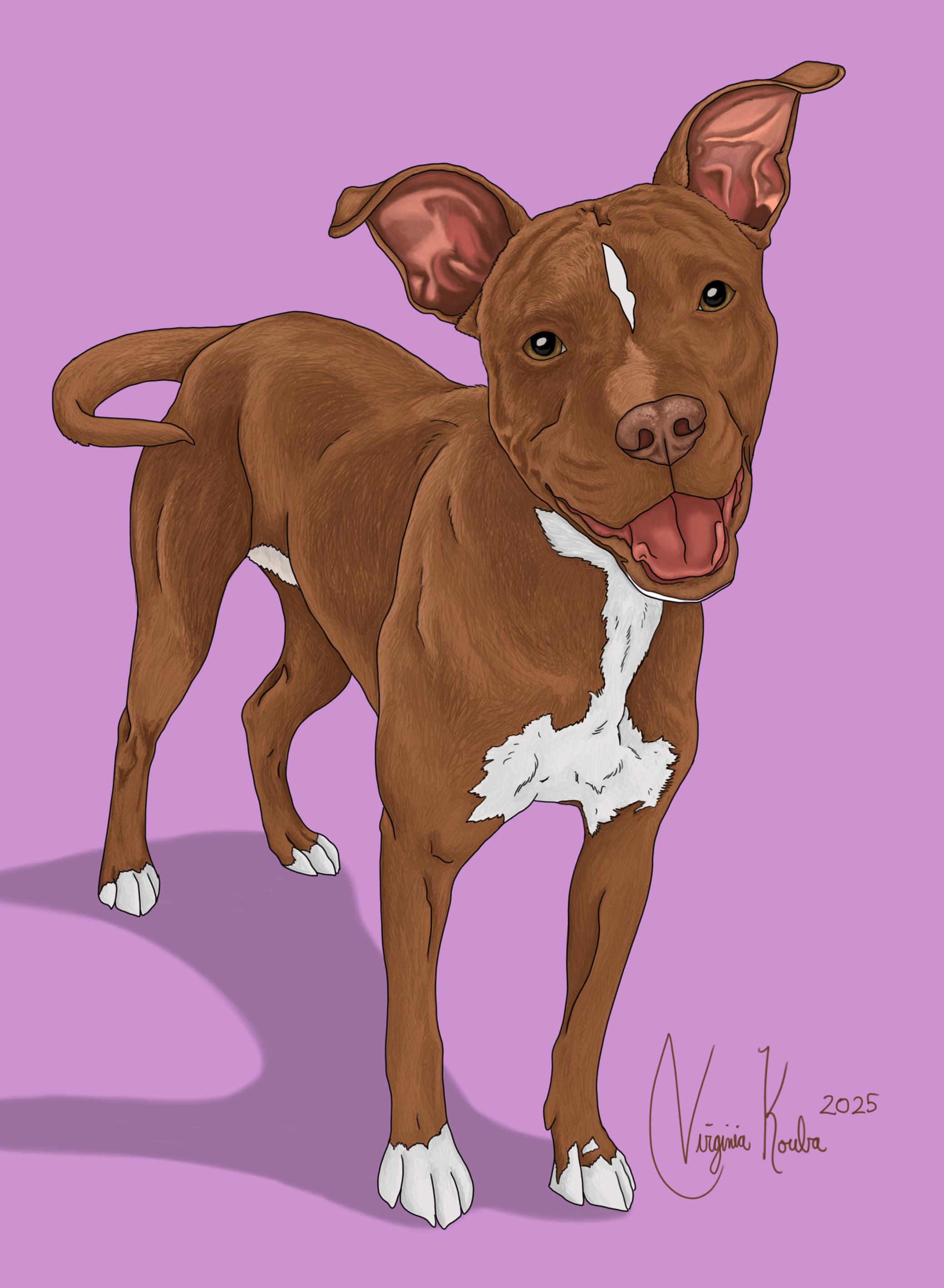 Brown dog with white patches on a purple background