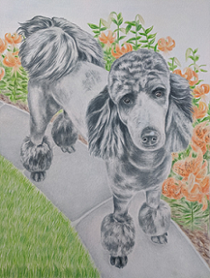 Black poodle standing next to lilies