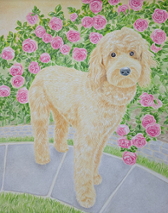 Golden doodle standing on a path next to roses